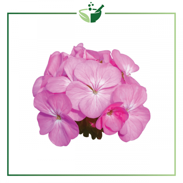 Geranium Essential Oil-01